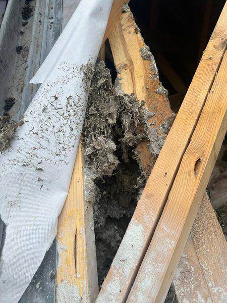 The nest against the underlay, with felt and battens lifted back