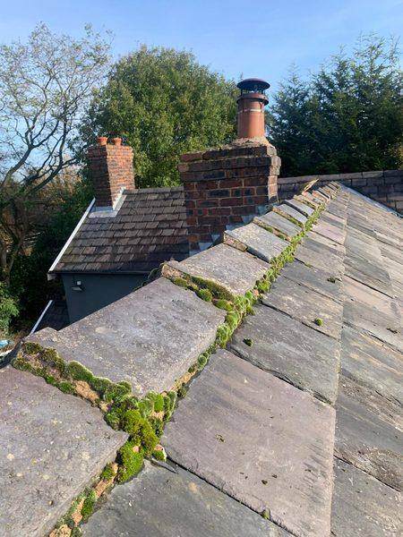 Cushions of moss growing out of the open ridge joints