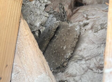 removal of a wasp nest in roof