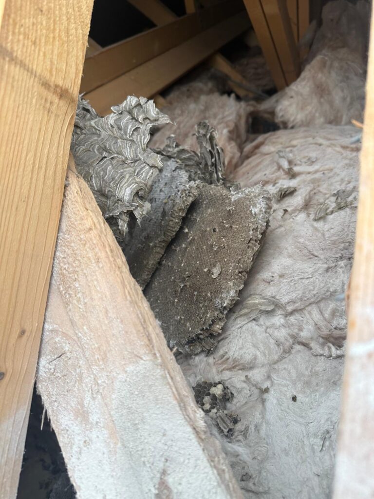 removal of a wasp nest in roof